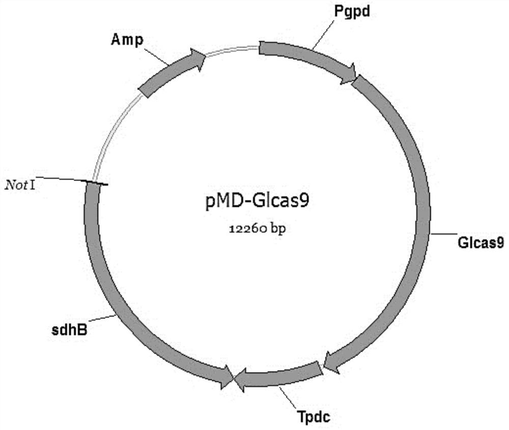 Method for gene disruption in higher fungi