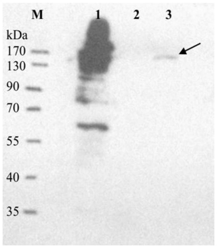 Method for gene disruption in higher fungi