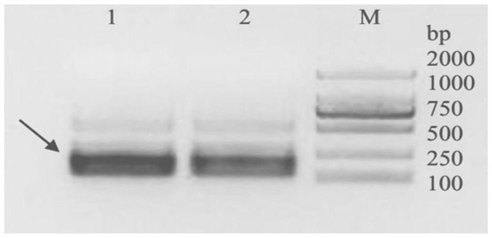 Method for gene disruption in higher fungi