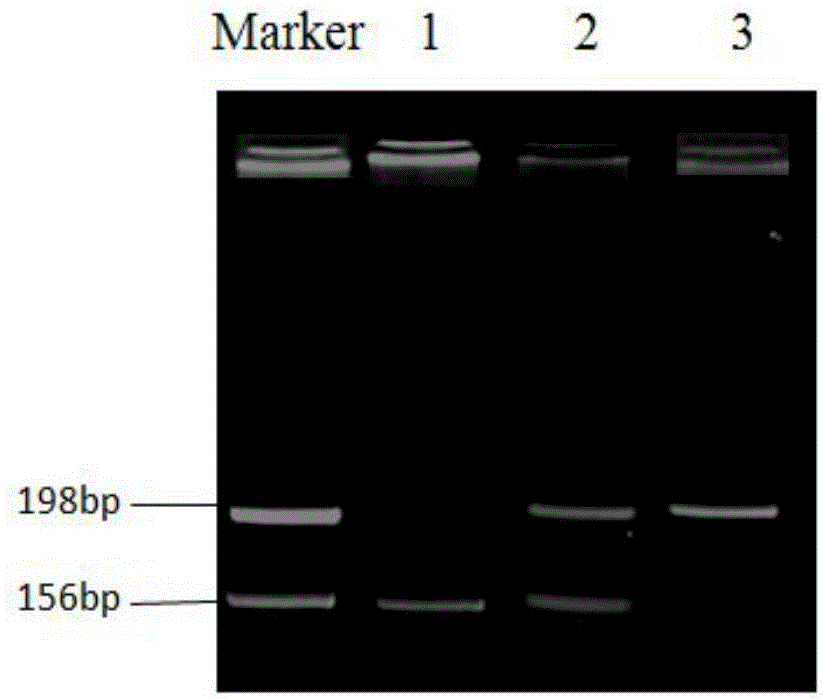 Human TERT gene rs2853669-locus polymorphism investigation technology