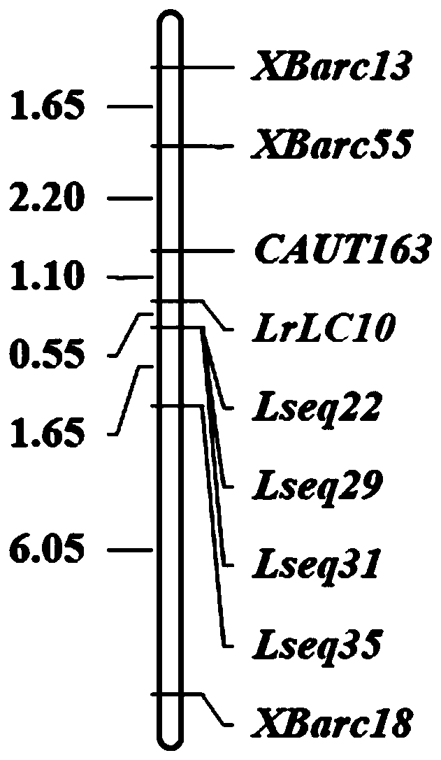 Indel molecular marker of wheat leaf rust resistance gene Lr13 and application thereof