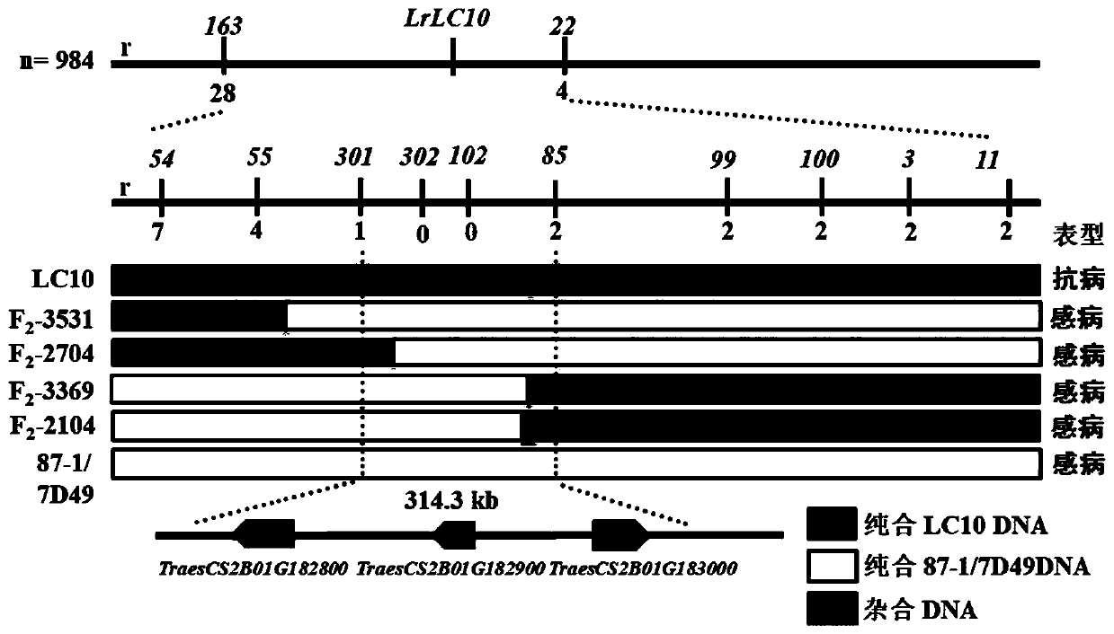 Indel molecular marker of wheat leaf rust resistance gene Lr13 and application thereof