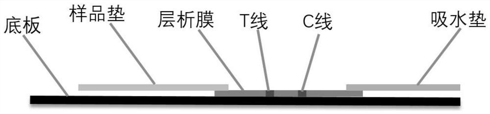 ck-mb fusion protein and its preparation method and detection kit