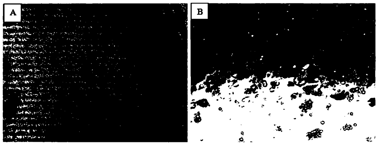 Novel duck reovirus resulting arthritis of chicken for meat and application of novel duck reovirus