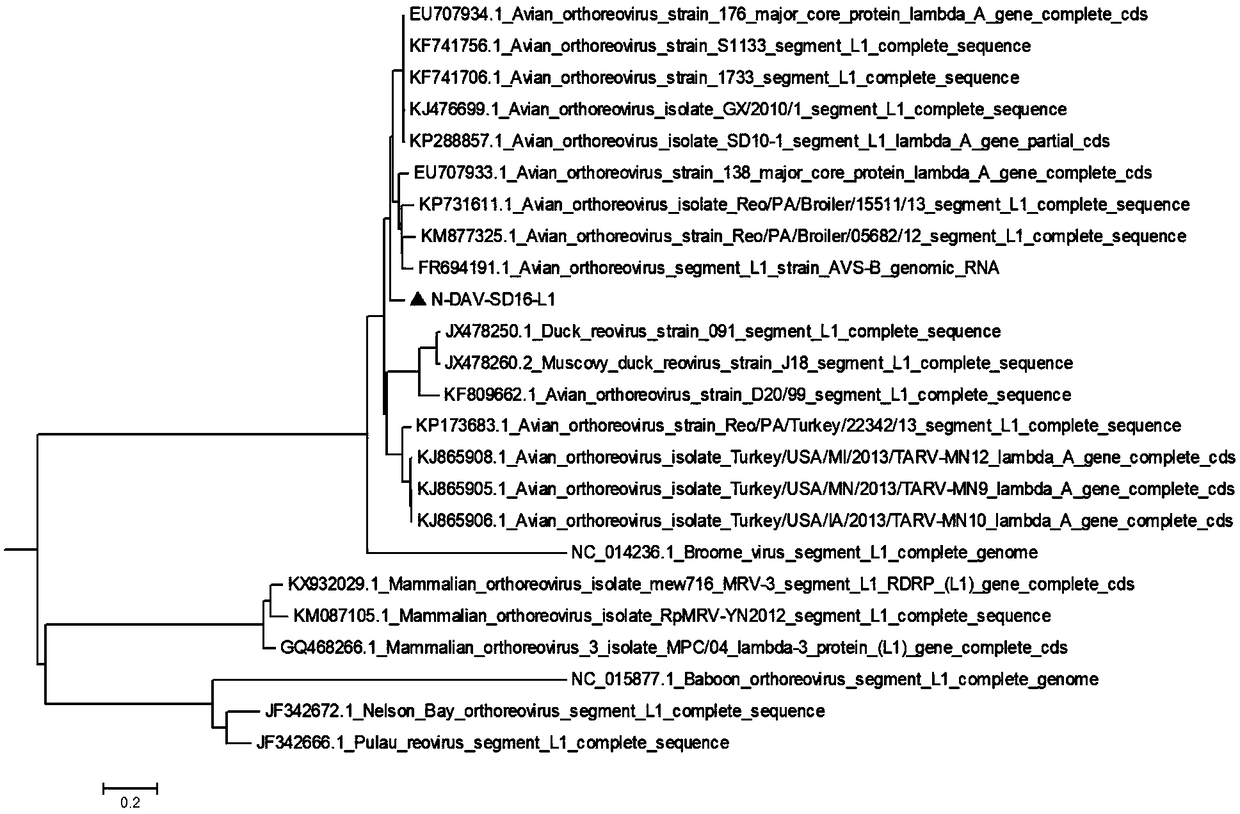 Novel duck reovirus resulting arthritis of chicken for meat and application of novel duck reovirus