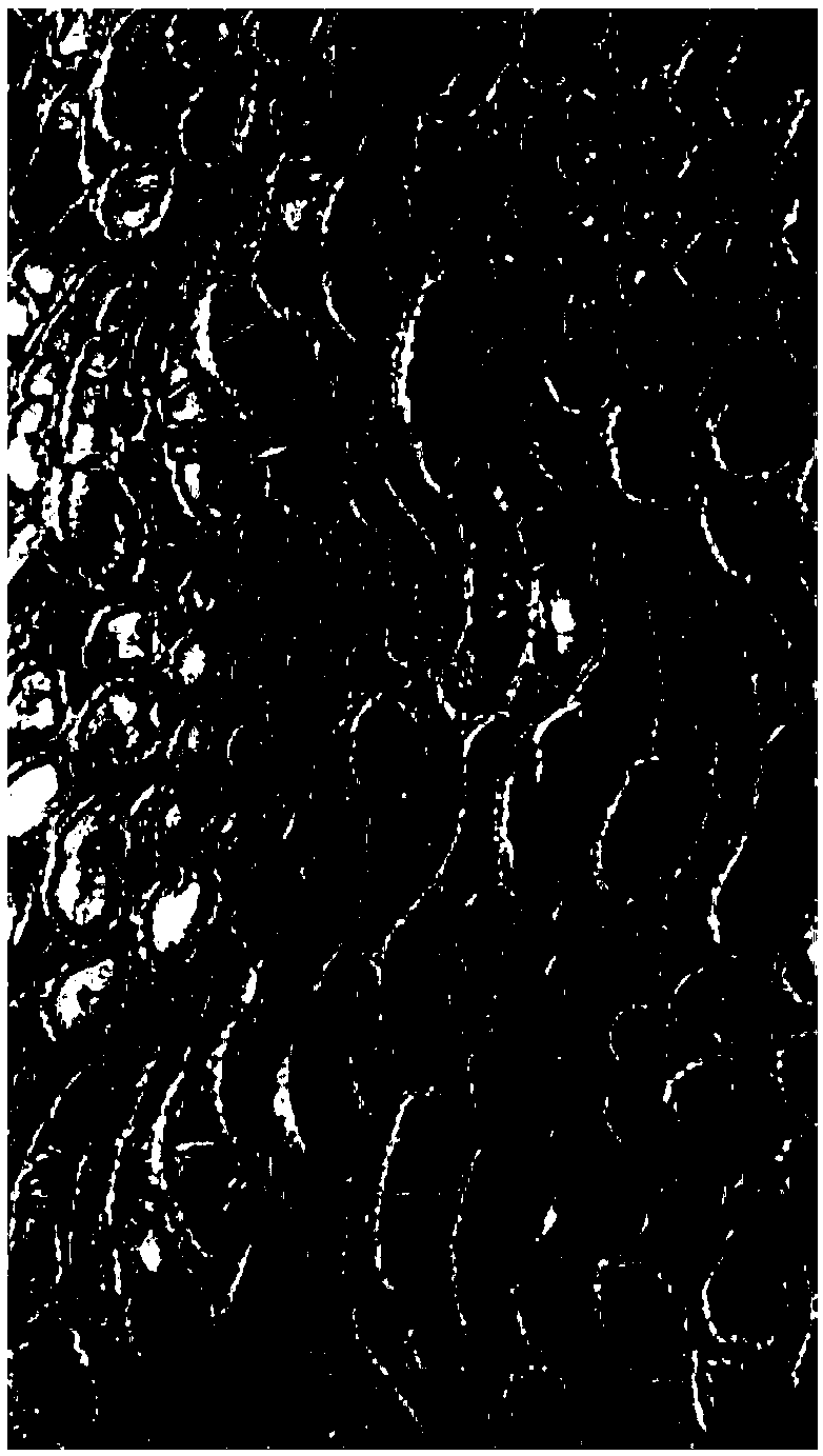 Garment molding method for pleating through sponge and shrink film shrinkage