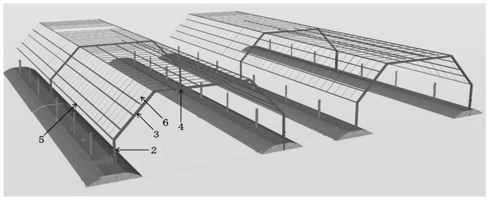Kiwi fruit double-row trapezoidal trellis cultivation method