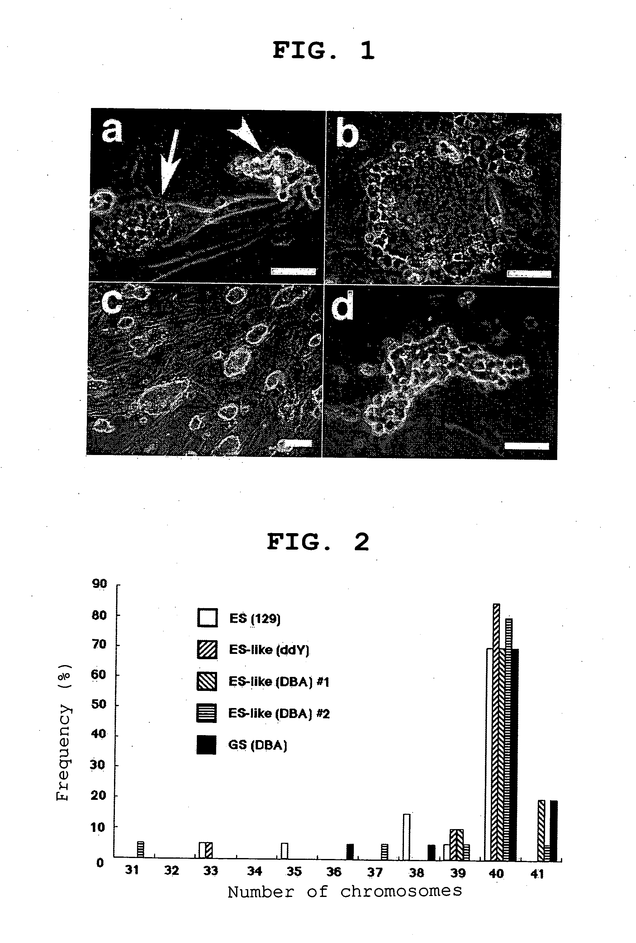 Process For Producing Multipotential Stem Cell Origination In Testoid Cell