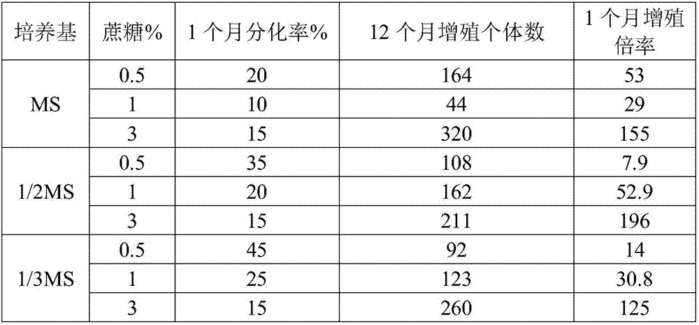 Method for culturing root apex of butterfly orchid sterile culture strain