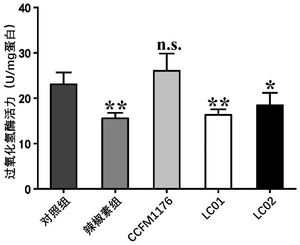 Lactobacillus paracasei capable of relieving gastrointestinal injury caused by capsaicin and application of lactobacillus paracasei