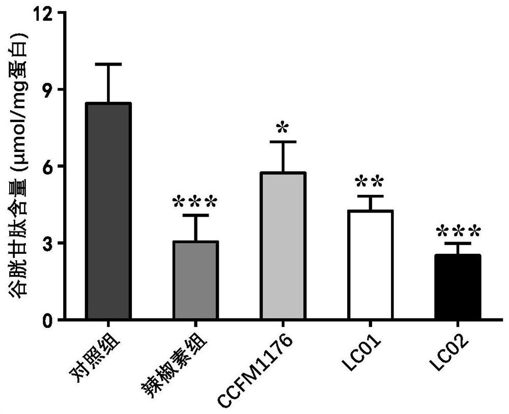 Lactobacillus paracasei capable of relieving gastrointestinal injury caused by capsaicin and application of lactobacillus paracasei