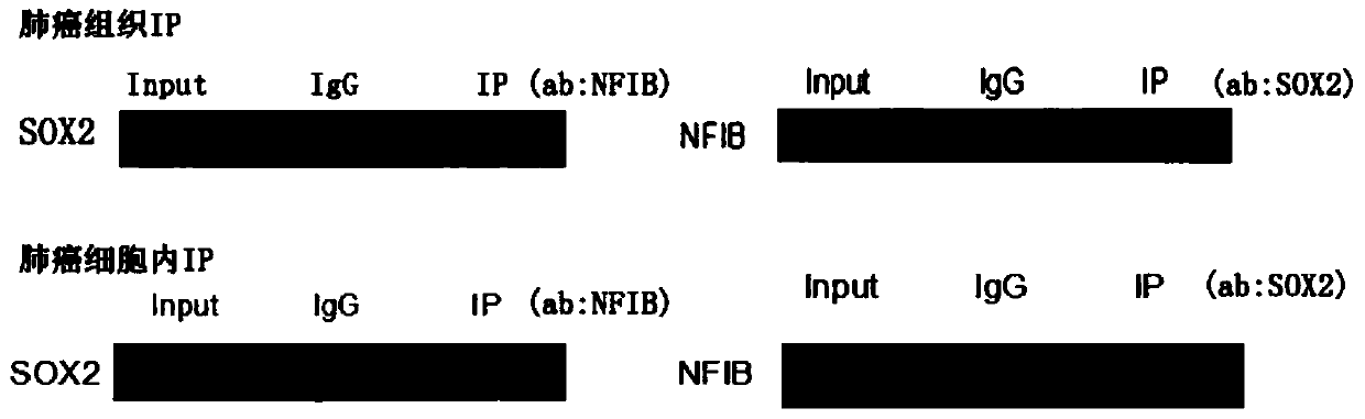 Application of small molecule peptide nfib