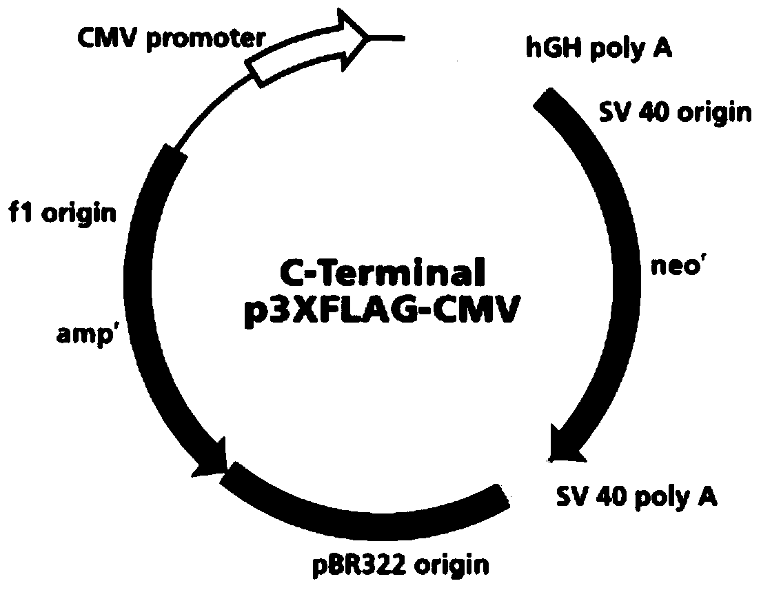 Application of small molecule peptide nfib