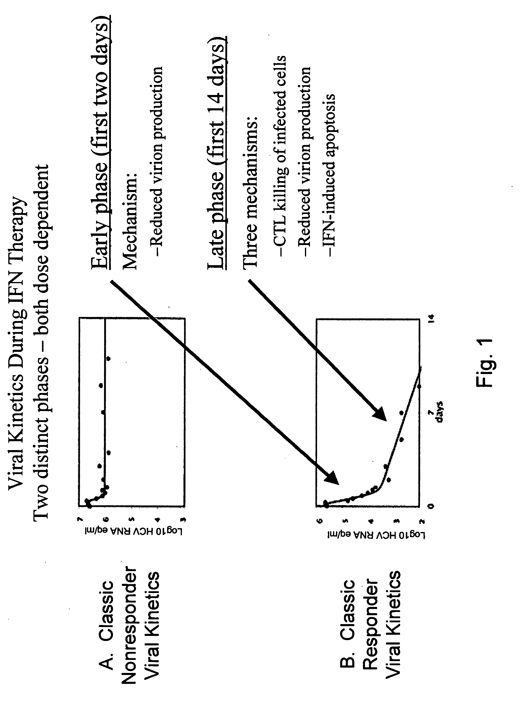 Interferon-alpha polypeptides and conjugates