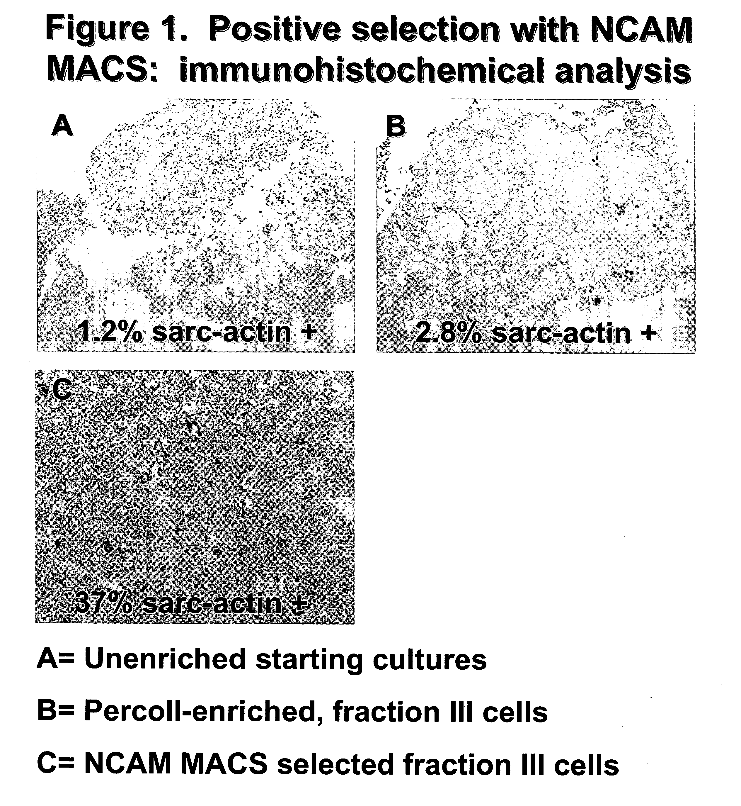 Purified compositions of stem cell derived differentiating cells