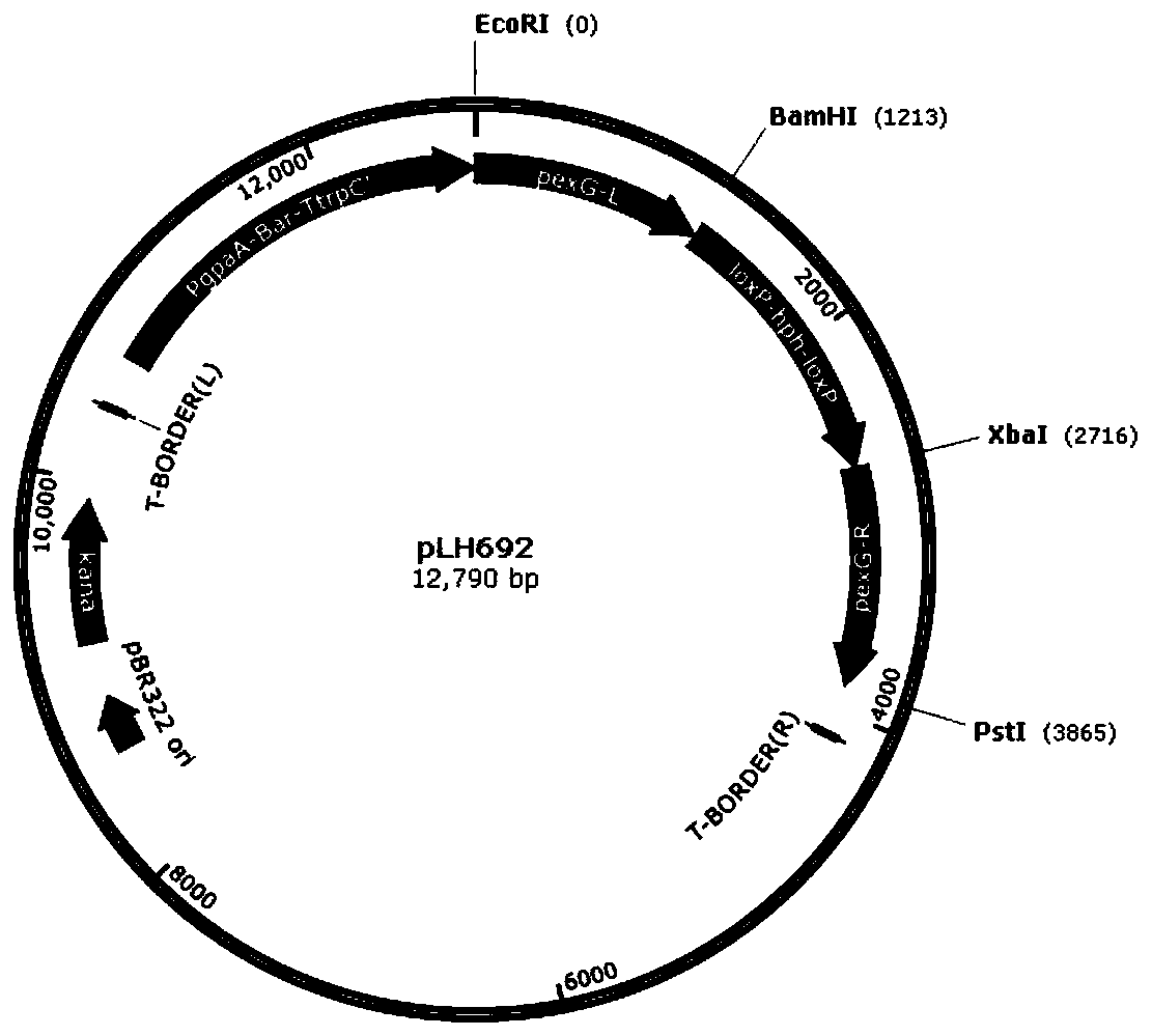 Aspergillus niger genetic engineering bacterial strain high in yield of malic acid under condition of low pH and application