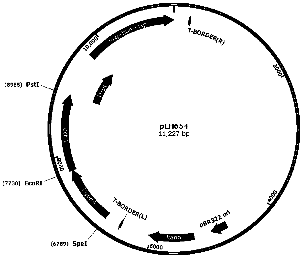 Aspergillus niger genetic engineering bacterial strain high in yield of malic acid under condition of low pH and application