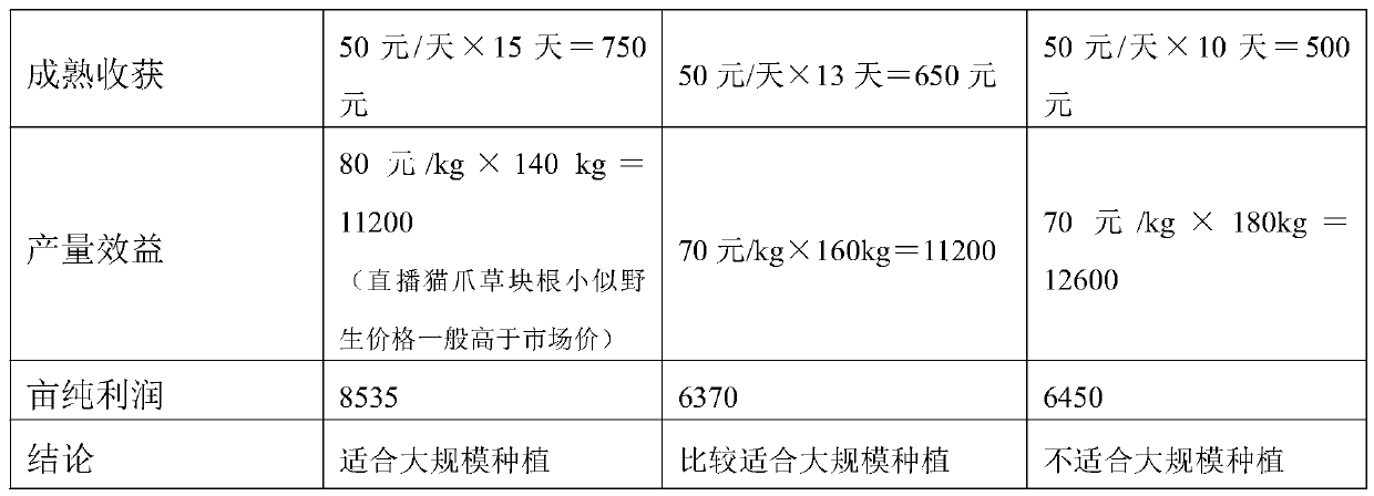 High-yield cultivation method and large-scale planting method of cat's claw direct seeding and film mulching