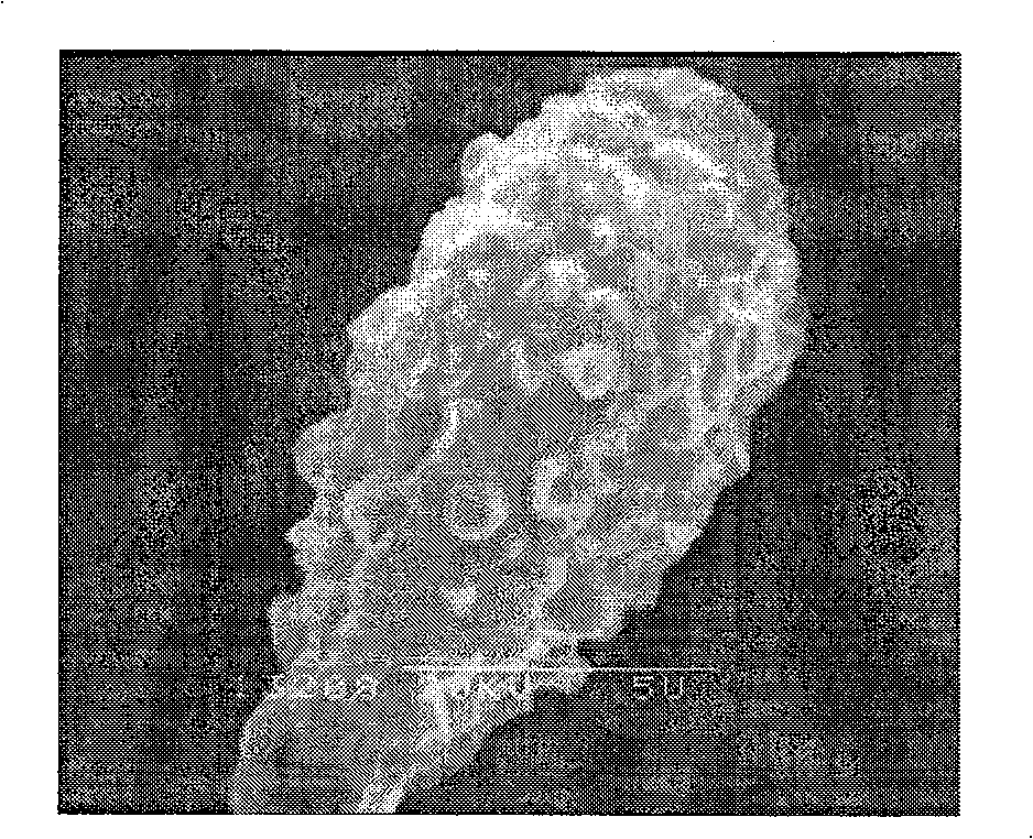 New strain and method of producing pacilitaxel using said strain