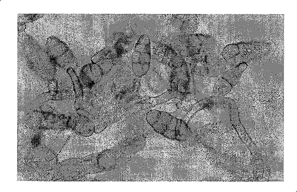 New strain and method of producing pacilitaxel using said strain