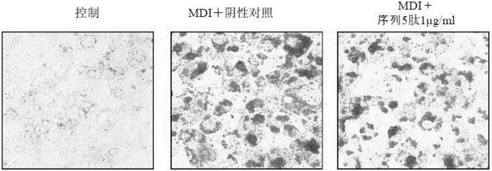 Peptide Having Anti-Diabetic And Anti-Obesity Effects, And Use Thereof