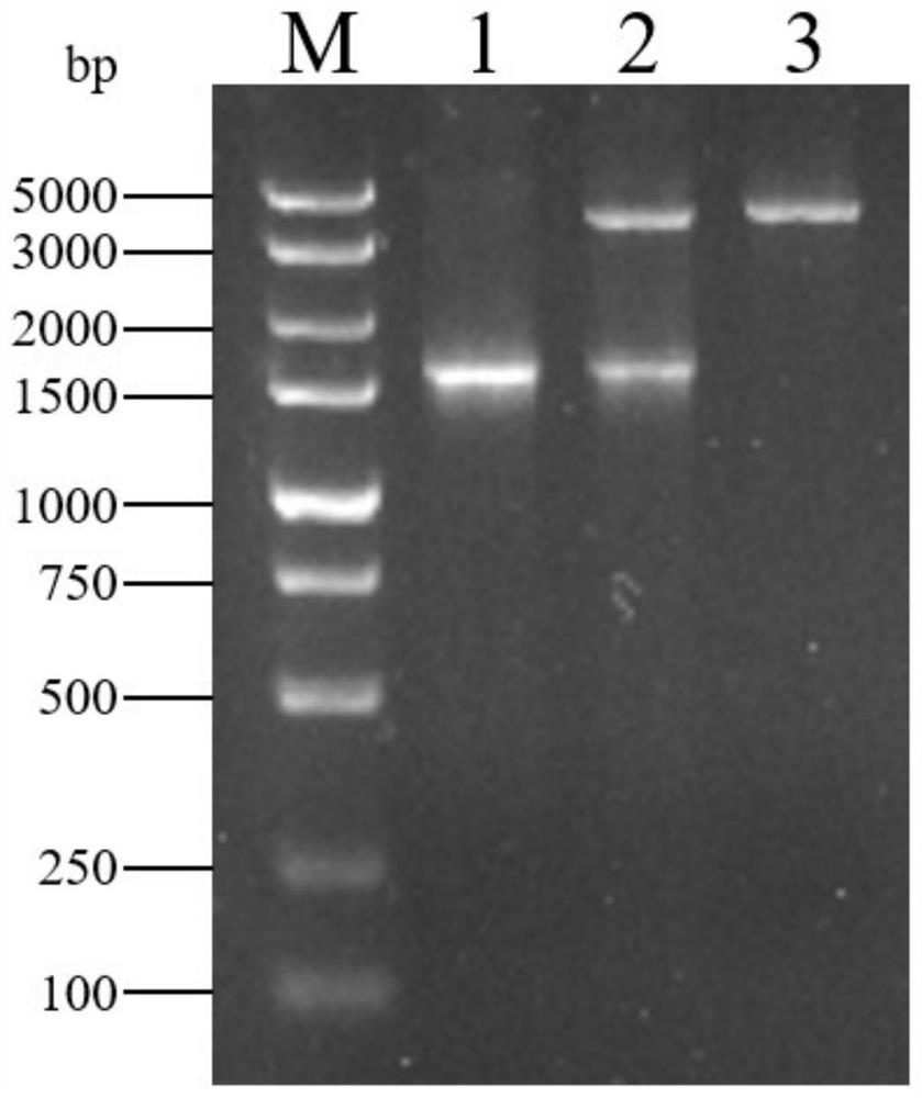 Application of bovine rumen microorganism cellulase eg gene in lactobacillus expression