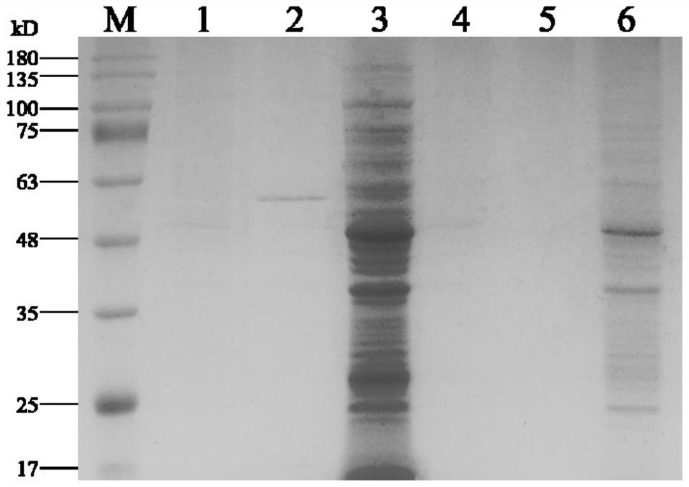 Application of bovine rumen microorganism cellulase eg gene in lactobacillus expression