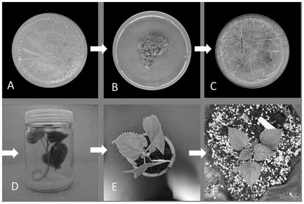 Efficient one-step regeneration method taking root system of broussonetia papyrifera as explant