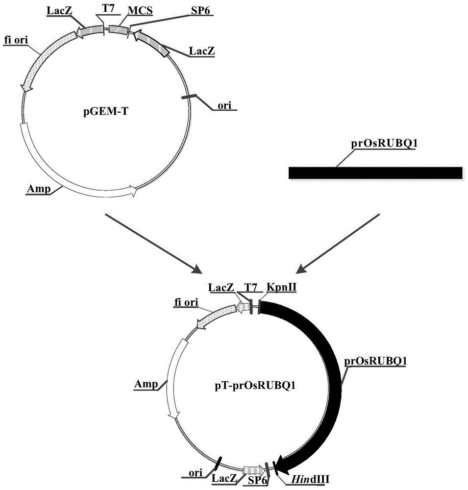 Constitutive promoters and their uses