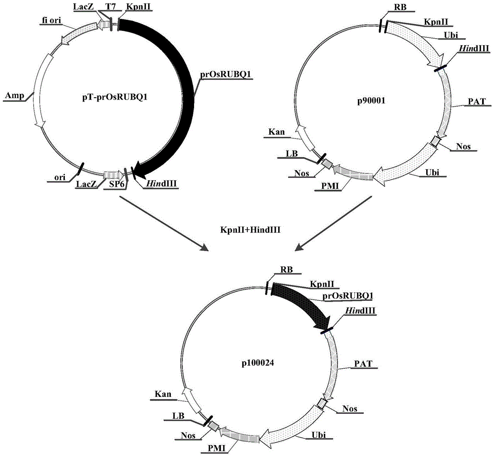 Constitutive promoters and their uses