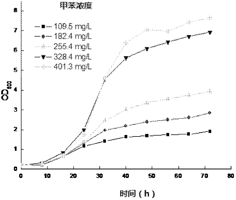 Stenotrophomonas maltophilia for degrading high-concentration methylbenzene and application of stenotrophomonas maltophilia