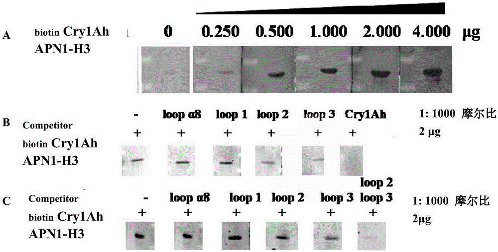 Method for acquiring high-activity Cry1Ai protein mutants and mutants