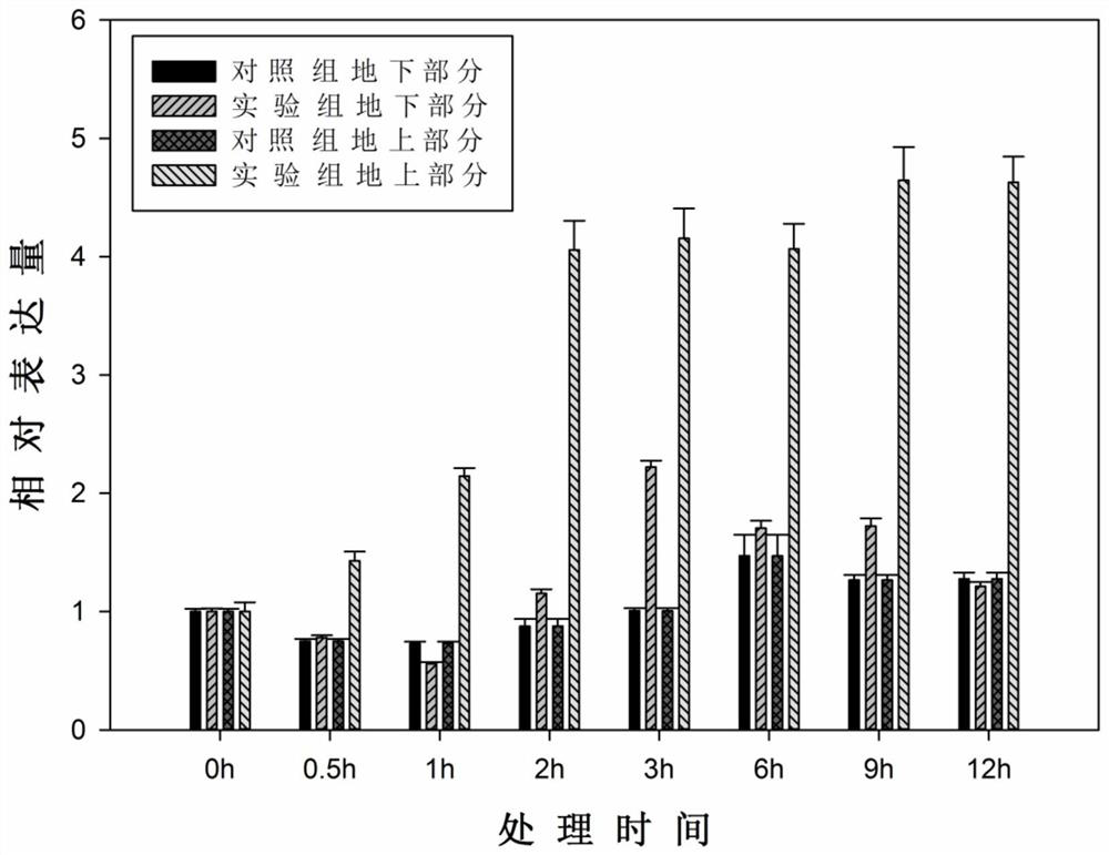 Application of acetyltransferase osg2 gene and its encoded protein