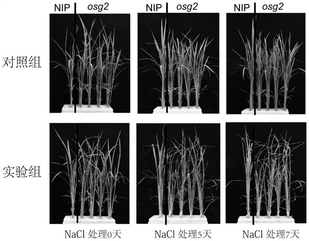 Application of acetyltransferase osg2 gene and its encoded protein