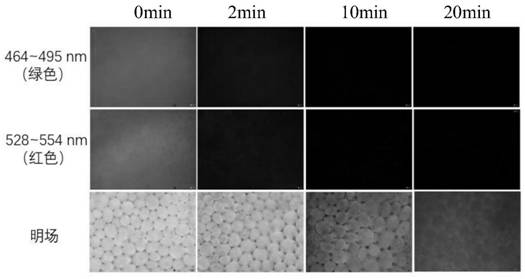 Method for eliminating autofluorescence of plant tissue