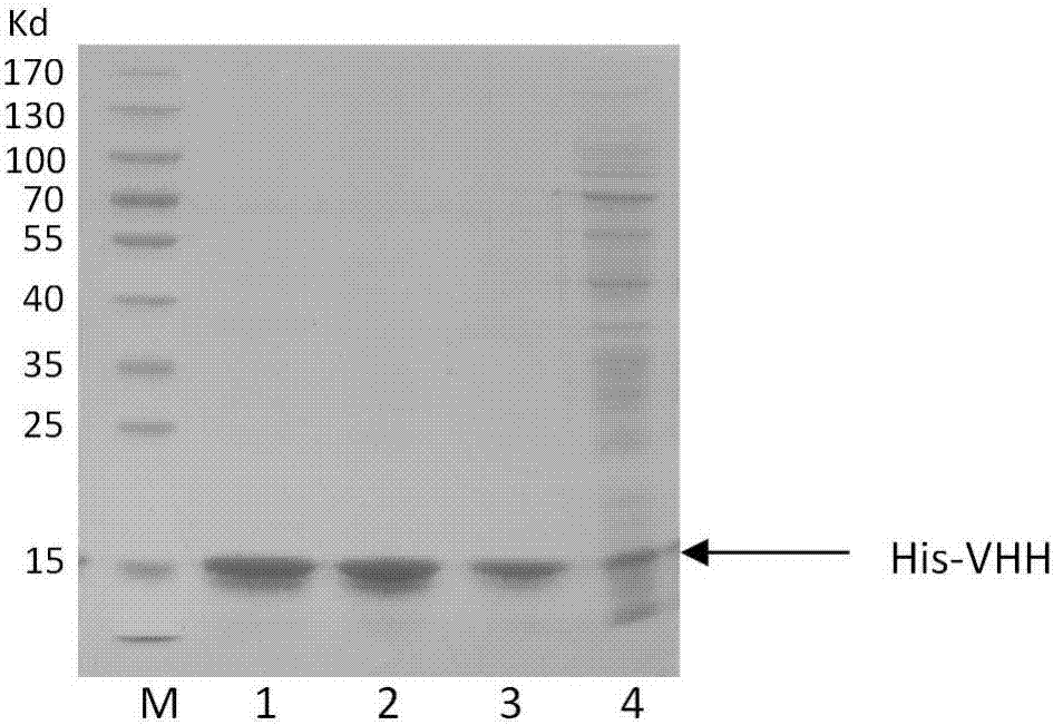 Quantitative detection kit for porcine circovirus type 2 antigen