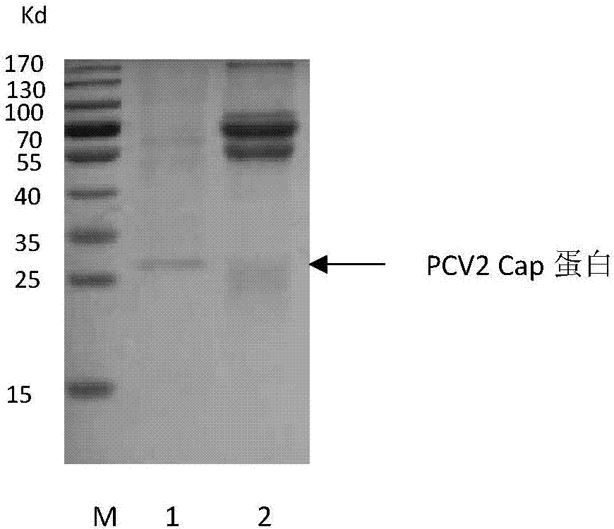 Quantitative detection kit for porcine circovirus type 2 antigen