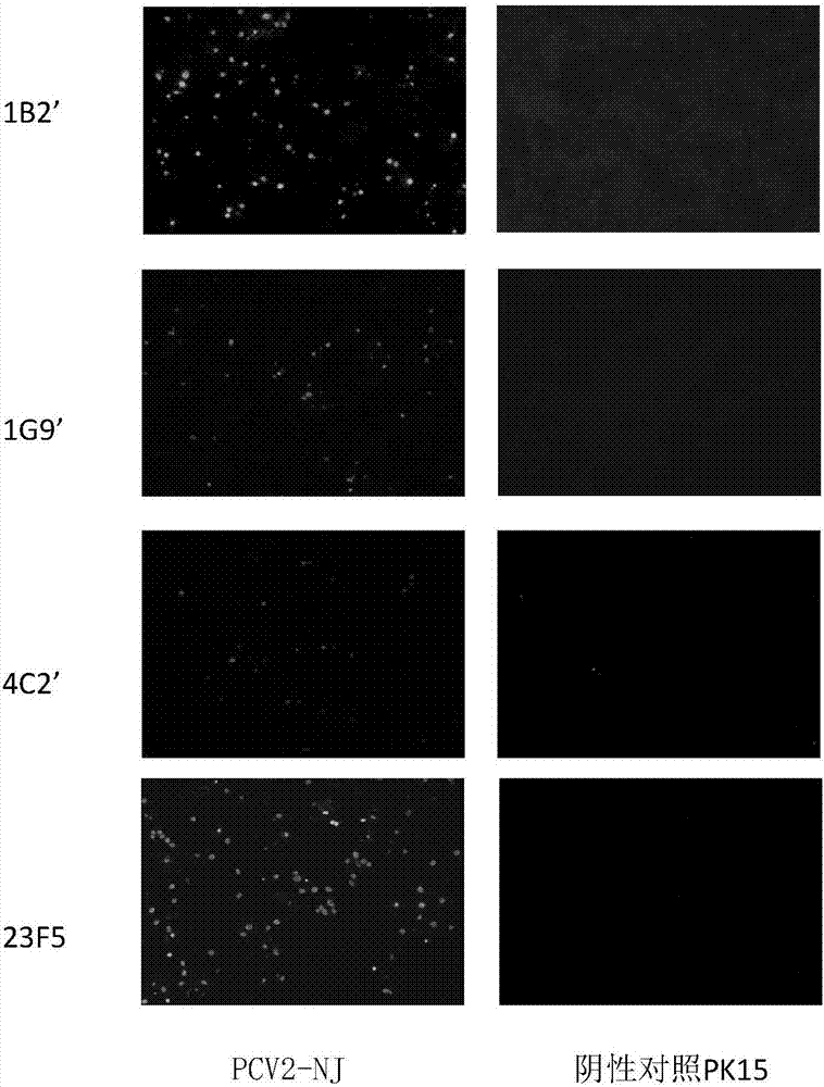 Quantitative detection kit for porcine circovirus type 2 antigen