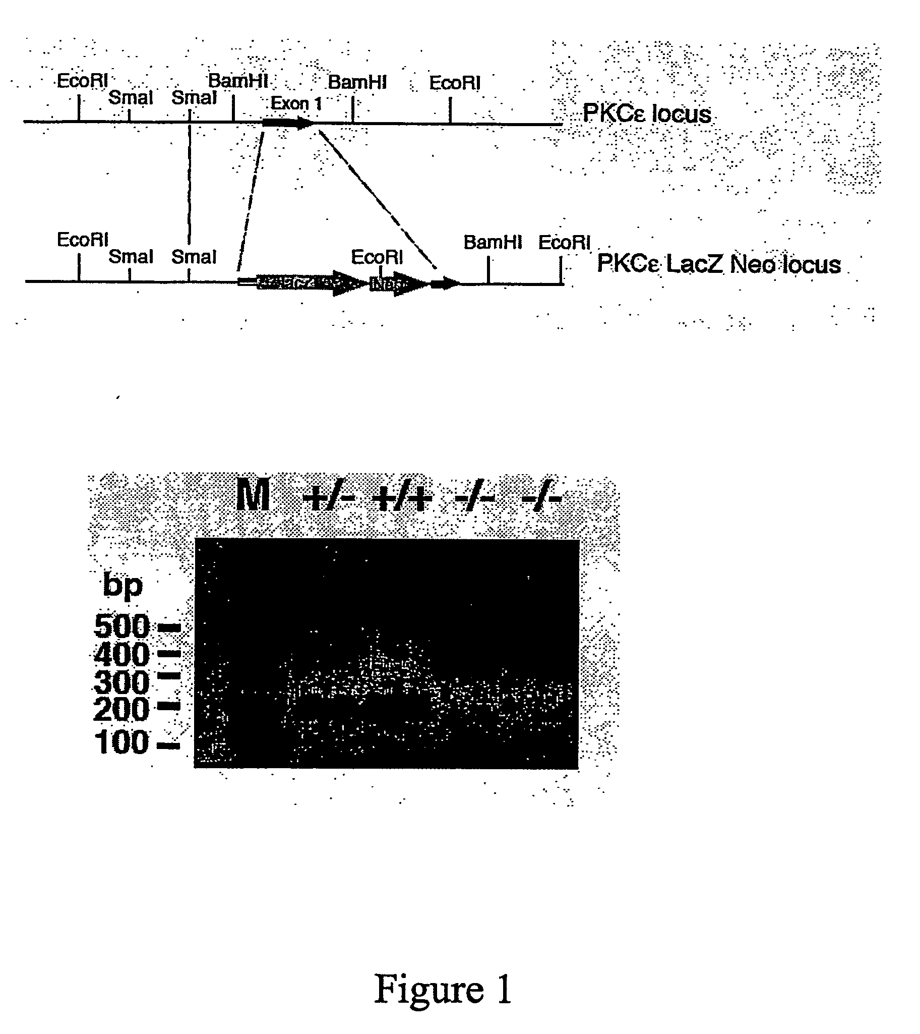 Methods for Identifying Modulators of Protein Kinase C-Epsilon (Pkce) and Method of Treatment of Aberrant Glucose Metabolism Associated Therewith