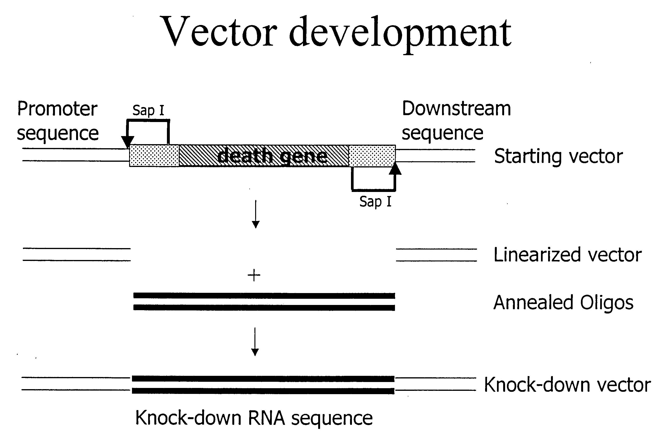 siRNA knockout assay method and constructs