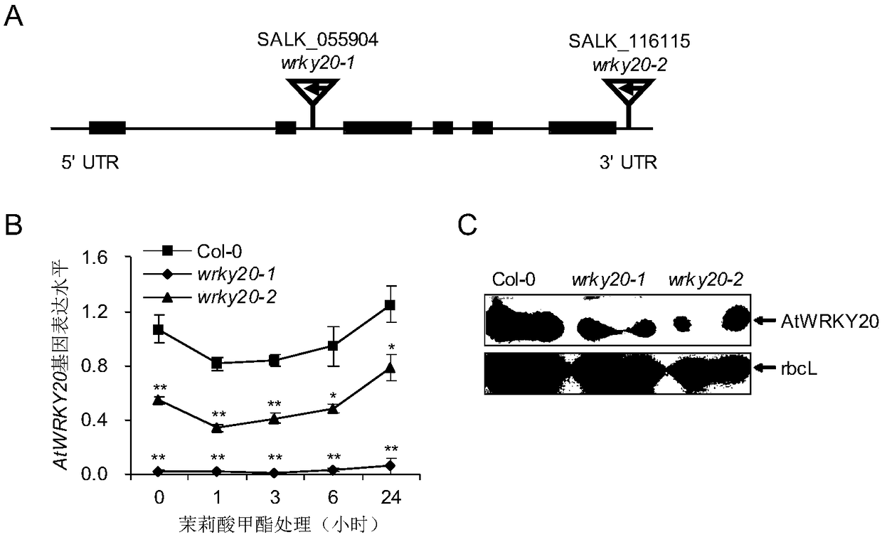 WRKY20 protein and application of encoding gene thereof in regulating stress resistance of plants