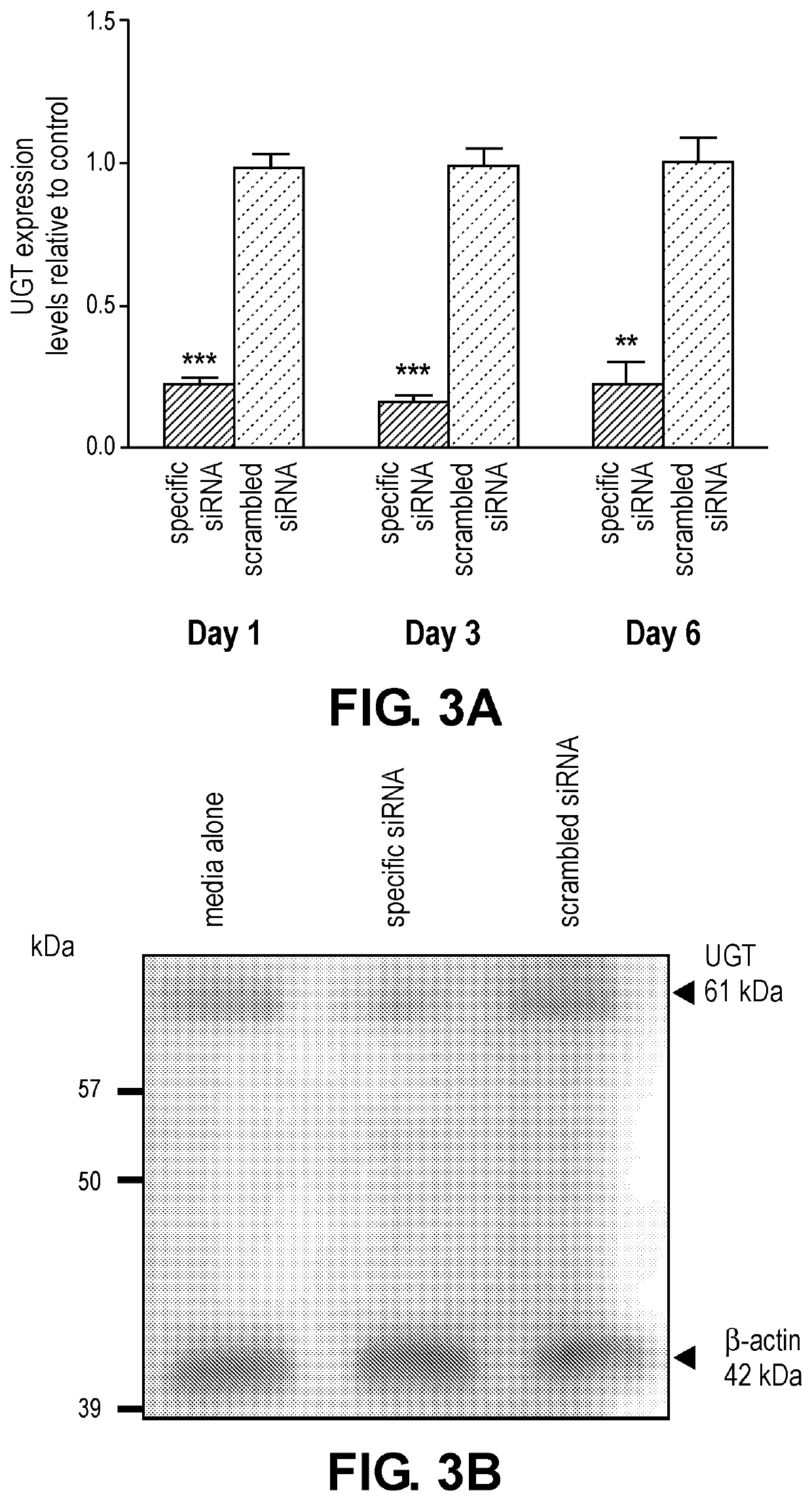 Compositions and methods for preventing and/or treating filarial disease