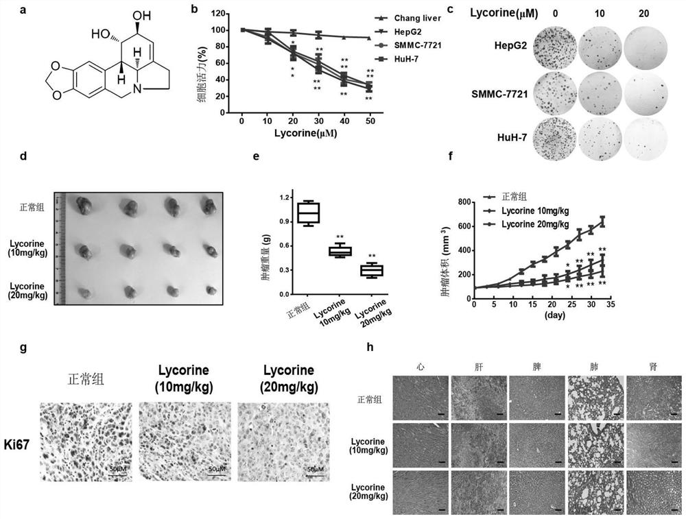 Application of akt inhibitor in the preparation of anti-liver cancer active drug that enhances lycorine