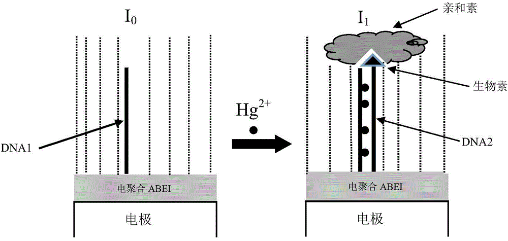 Solid electrochemical luminescence sensor for detecting mercury ions and preparation method and application of solid electrochemical luminescence sensor for detecting mercury ions