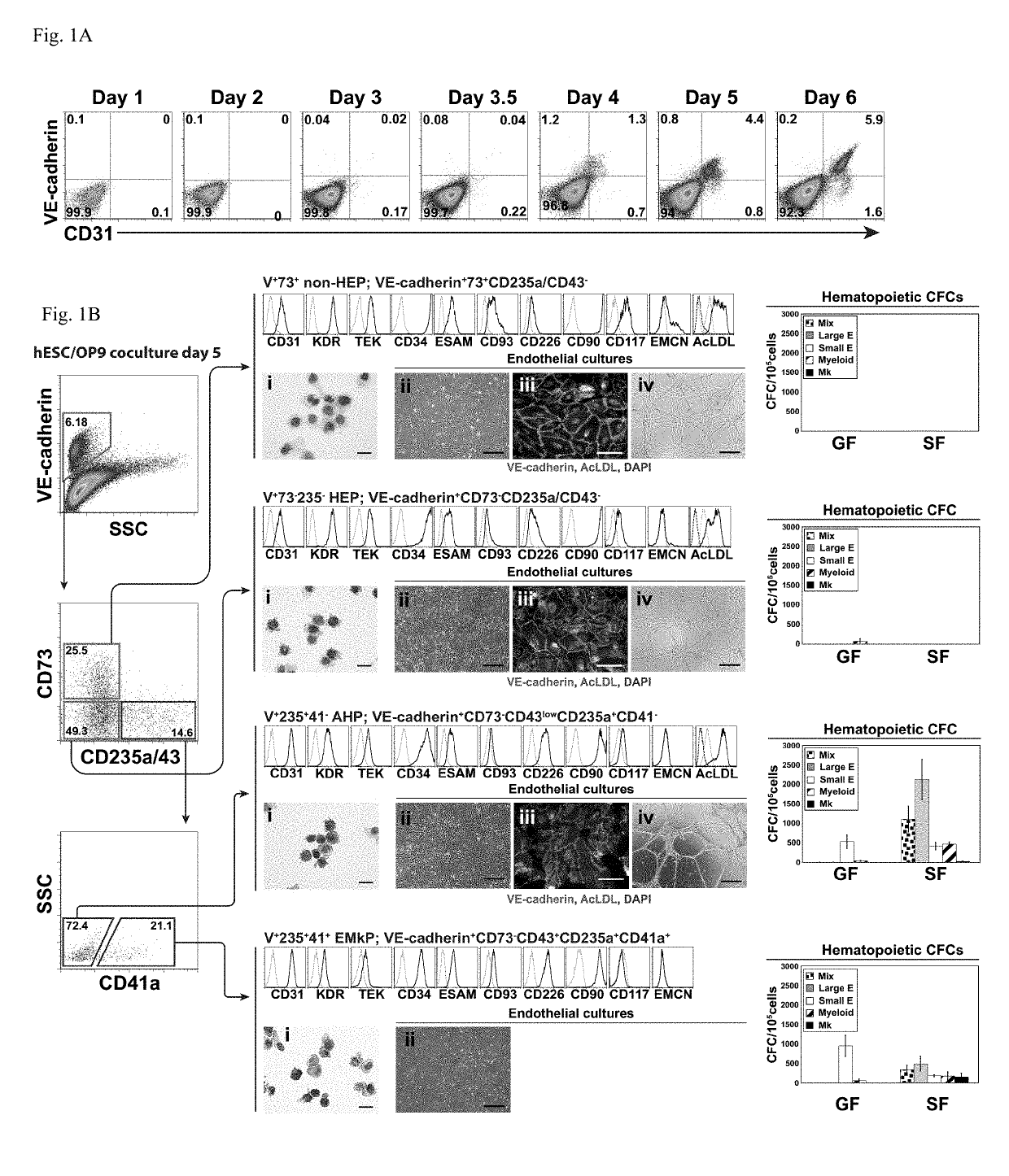 Angiohematopoietic progenitor cells