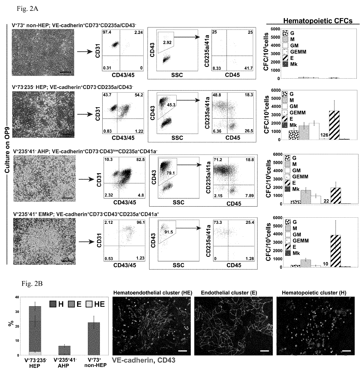 Angiohematopoietic progenitor cells