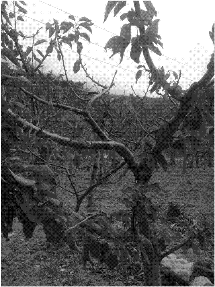 Low yield fruit tree compression-drying fast rejuvenation and yield increase method
