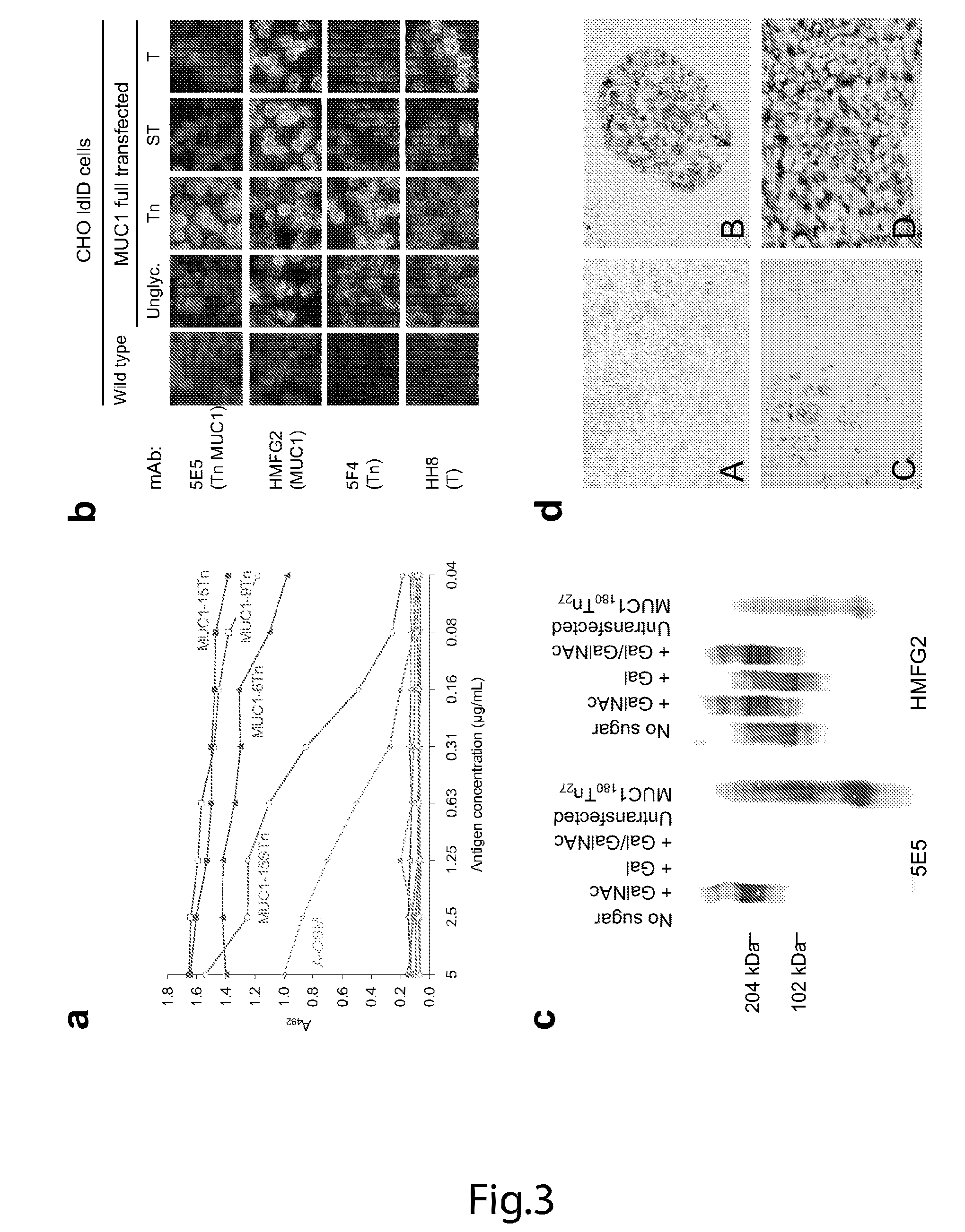 Generation of a cancer-specific immune response toward MUC1 and cancer specific MUC1 antibodies