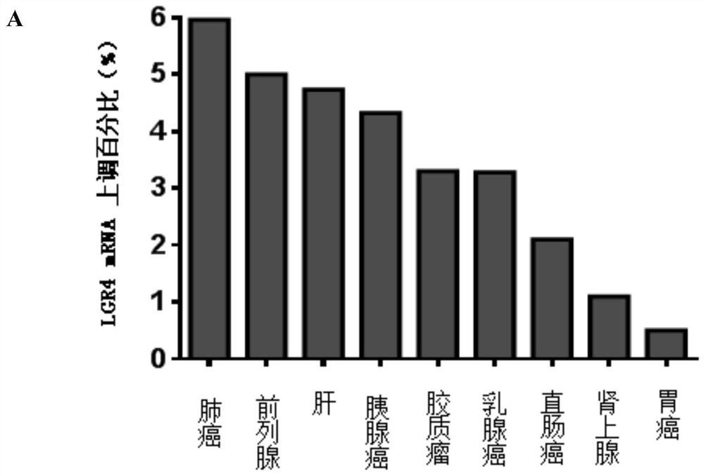 lgr4 and r-spondin binding inhibitors and their use in tumor therapy