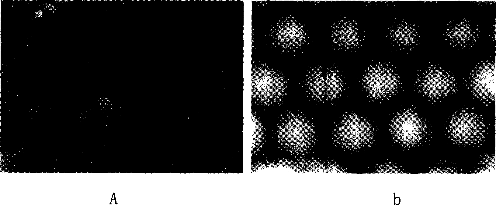 Method for preparing nano dot array of controllable unit size using nano ball template
